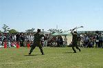 Dcim0863/DSC_4666