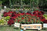 Dcim1039/DSC_0295