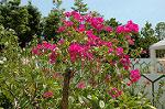 Dcim1039/DSC_0307