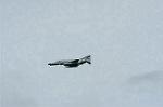Dcim1149/DSC_9297