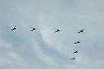 Dcim1382/DSC_4262