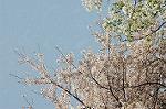 Dcim1655/DSC_1747