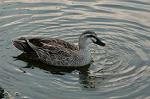 Dcim1766/DSC_0225