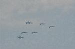 Dcim2233/DSC_8020