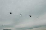 Dcim2318/DSC_4611