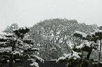 Dcim2361/DSC_8422