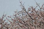 Dcim2498/DSC_8372