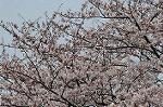 Dcim2498/DSC_8377
