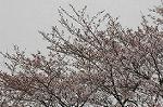 Dcim2498/DSC_8381