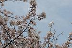 Dcim2498/DSC_8385