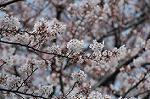 Dcim2498/DSC_8391
