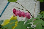 Dcim2546/DSC_1941