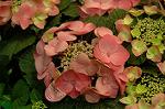 Dcim2585/DSC_5285