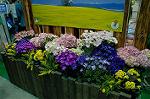Dcim2585/DSC_5294
