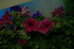 Dcim2585/DSC_5354