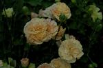 Dcim2585/DSC_5355