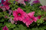 Dcim2585/DSC_5359