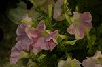 Dcim2585/DSC_5368