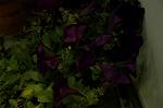 Dcim2585/DSC_5379
