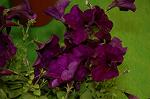 Dcim2585/DSC_5380