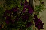 Dcim2586/DSC_5387