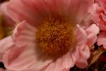 Dcim2601/DSC_0006