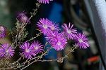 Dcim2611/DSC_0811