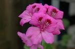 Dcim2660/DSC_9510