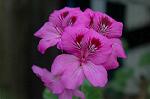 Dcim2660/DSC_9511