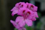 Dcim2660/DSC_9512