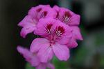 Dcim2660/DSC_9513