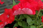 Dcim2726/DSC_3732