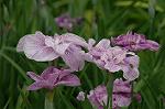 Dcim2726/DSC_3760