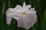 Dcim2726/DSC_3826
