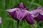 Dcim2726/DSC_3830
