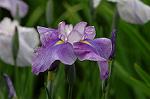 Dcim2726/DSC_3832