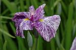 Dcim2729/DSC_4110