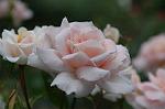 Dcim2729/DSC_4134