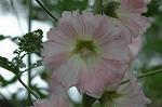 Dcim2729/DSC_4138