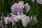 Dcim2730/DSC_4204