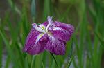 Dcim2731/DSC_4372