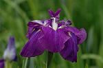 Dcim2731/DSC_4379