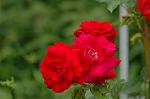 Dcim2732/DSC_4435