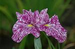 Dcim2732/DSC_4448