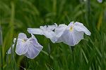 Dcim2734/DSC_4303