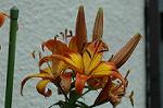 Dcim2736/DSC_4732