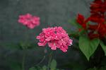 Dcim2738/DSC_4742