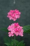 Dcim2743/DSC_5224