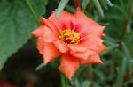 Dcim2776/DSC_7780