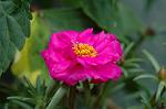 Dcim2778/DSC_7942